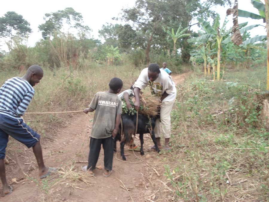 farmersfamiliesfutureuganda06175