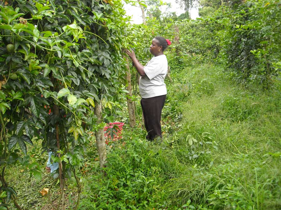 farmersfamiliesfutureuganda3512