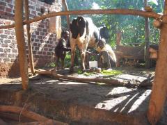 farmersfamiliesfutureuganda3620