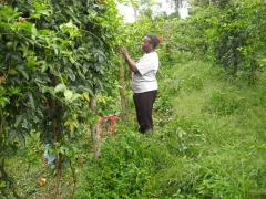 farmersfamiliesfutureuganda3512